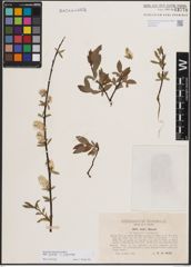 Foto von Salix foetida Schleich. ex DC. x Salix purpurea L.